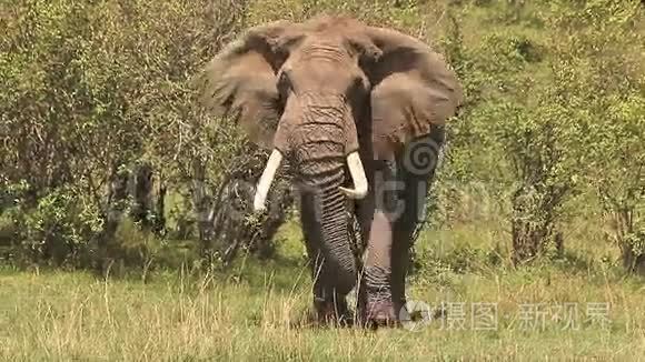非洲象，非洲象，成人步行穿过肯尼亚的马塞马拉公园萨凡纳，