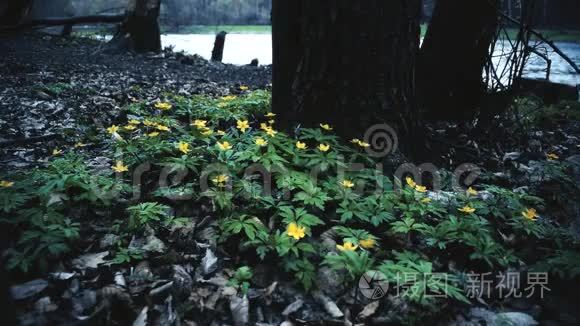 带野黄花的壮观景象视频