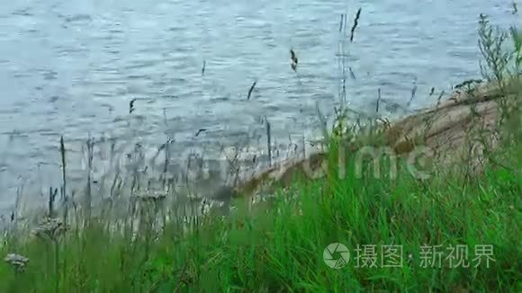 湖边荡草视频