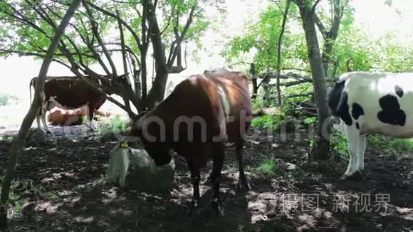 许多牛在笔影中休息视频