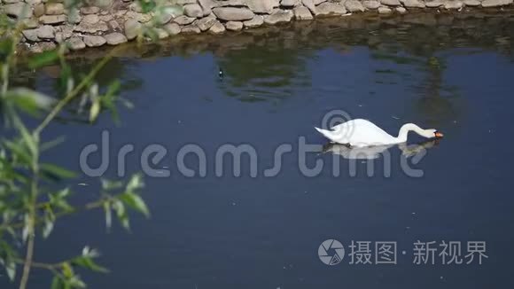 一只白天鹅在湖中的暗水上游泳视频