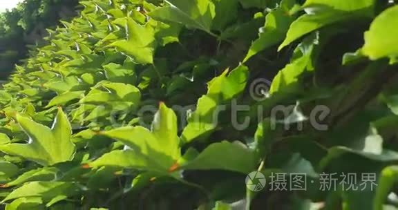 房子特写墙上的常春藤藤蔓植物视频