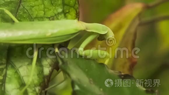 绿叶上的绿螳螂视频