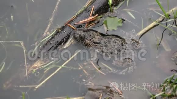 欧洲火腹蟾蜍在泉水中视频
