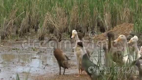 嘎嘎在田野里来回奔跑视频