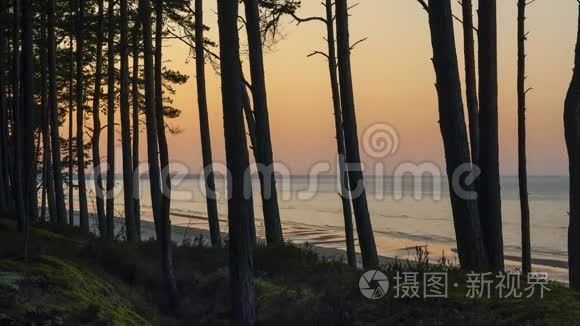 波罗的海松林在夕阳下视频