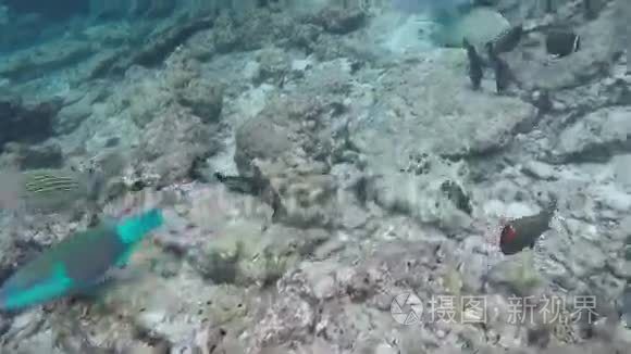 珊瑚中的鱼群视频