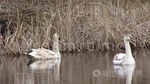 天鹅在湿地水面上游泳视频