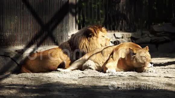 几只非洲狮子睡在笼子里视频