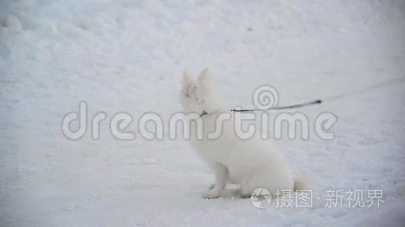 白色瑞士牧羊犬与皮带站在雪视频