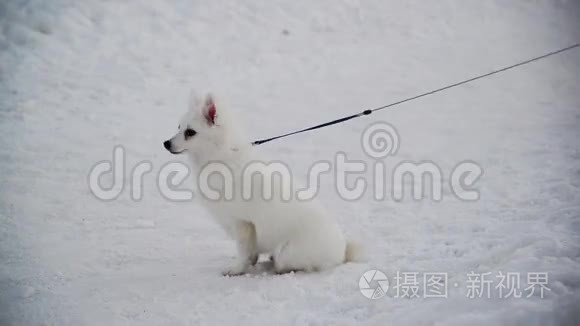 白色瑞士牧羊犬与皮带站在雪视频