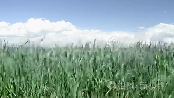 草在风中飘荡视频