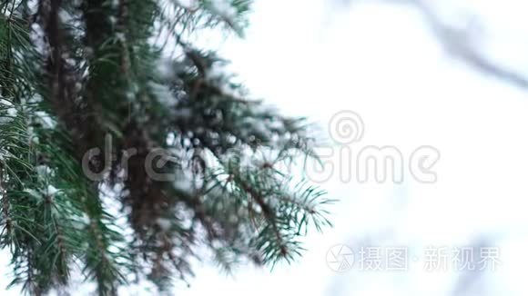 雪中枝翠杉树视频