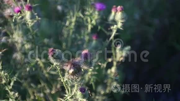 野花在田野里迎风飞舞视频