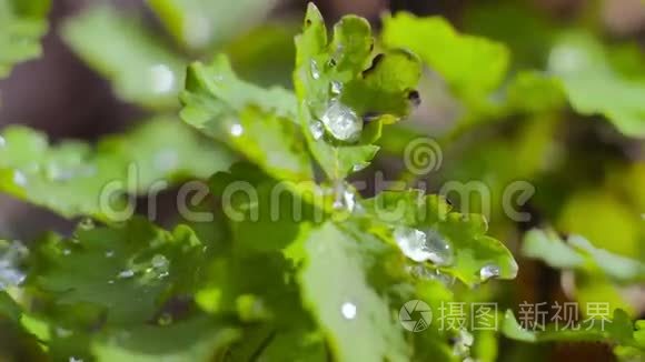 春天森林里叶子上的露水视频