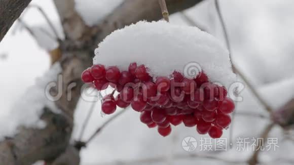 雪覆盖的红色振动浆果视频