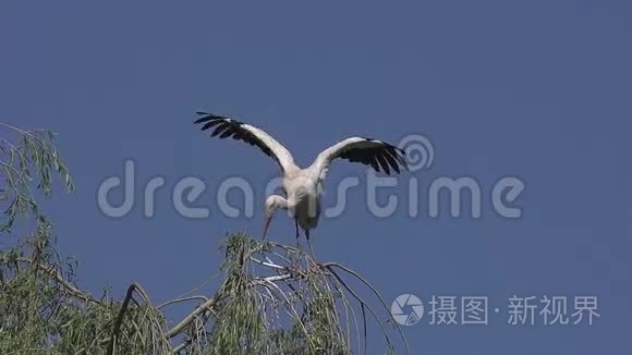 白色鹳，锥虫，成人翅膀，阿尔萨斯在法国，