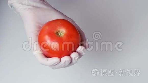 手套用手注射番茄中的转基因生物