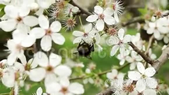 樱桃树上的大黄蜂视频