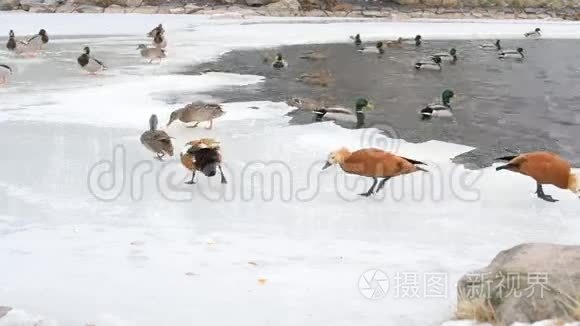 冬天在冰上喂养野鸭和红鸭视频