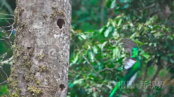 克萨鸟降落到巢的超级慢动作视频