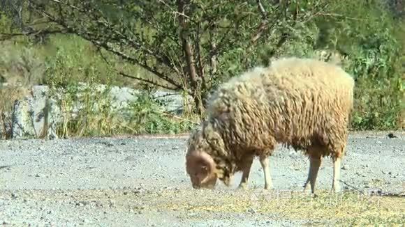 角羊收集食物视频