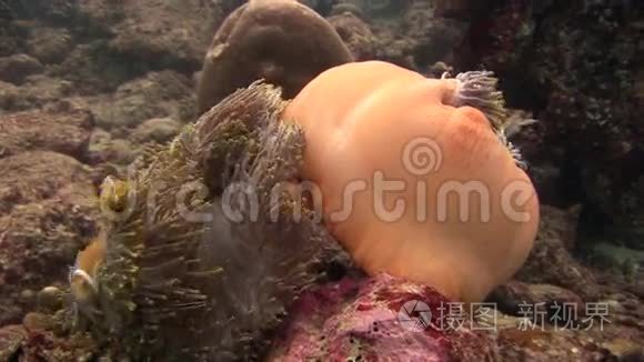 马尔代夫野生动物海底封闭海葵和小丑鱼。