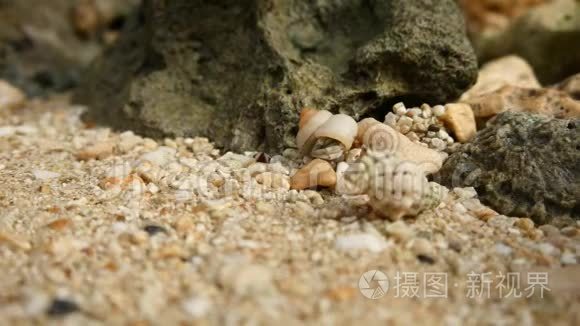 日本冲绳宫子岛的隐蟹视频