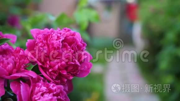 一个小可爱的宝宝轻轻地享受着花香.. 孩子拿起一朵花，吸入它的芬芳。 化名