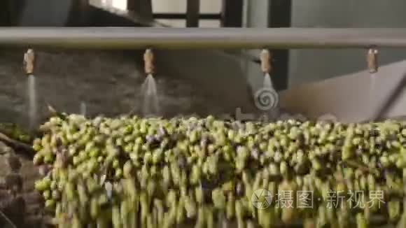 橄榄正在工厂的水下洗涤