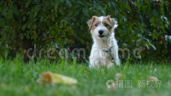 杰克罗塞尔户外猎犬特写镜头