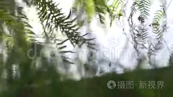 垂柳树枝沾水一阵强风吹—绿树叶轻背景