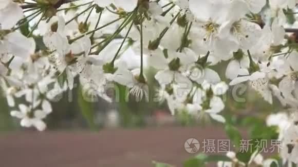 樱花的枝干，慢动作