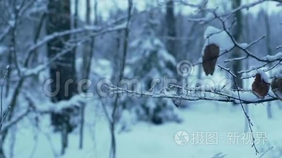 树枝在覆盖着冰雪的森林里视频