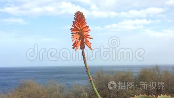 芦荟花与叶汁视频