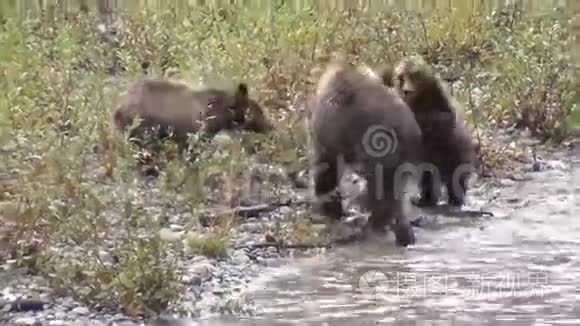 灰熊的家族视频