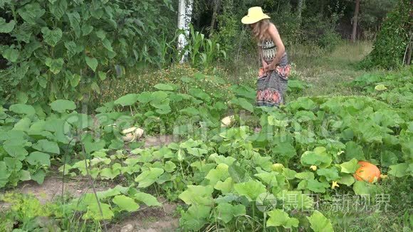 夏天，女人在花园里收获新鲜的西葫芦。 4K