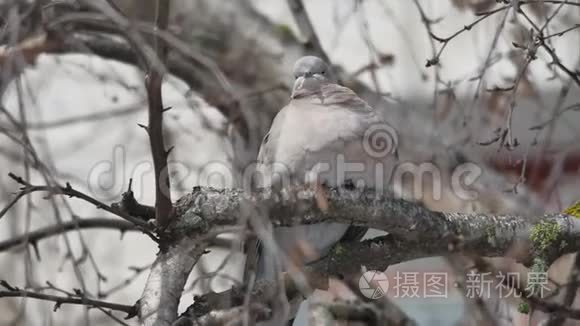 一只欧亚的鸽子在树枝上栖息视频