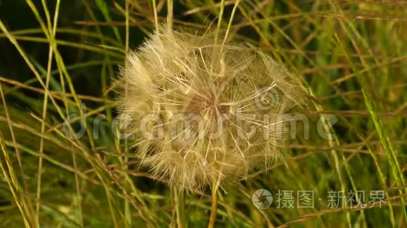 托斯卡纳农村的典型花卉视频