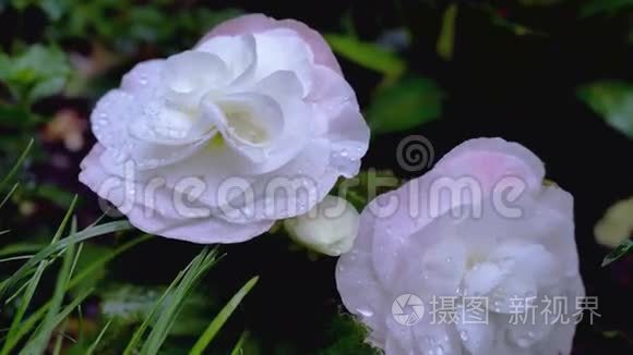 地球上的两个淡粉色的兰库尤斯。 绕着视频看，你可以看到花，从早上开始掉下来