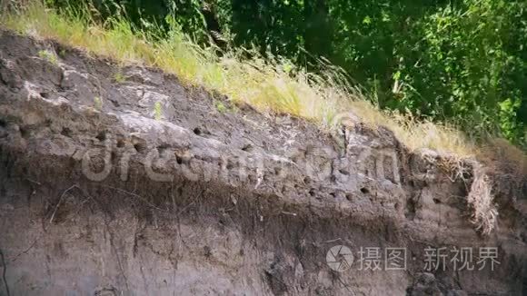 河岸上的燕子或飞鸟视频