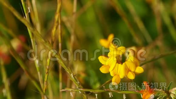 托斯卡纳农村的典型花卉视频