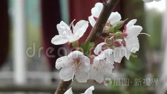 春天的花杏