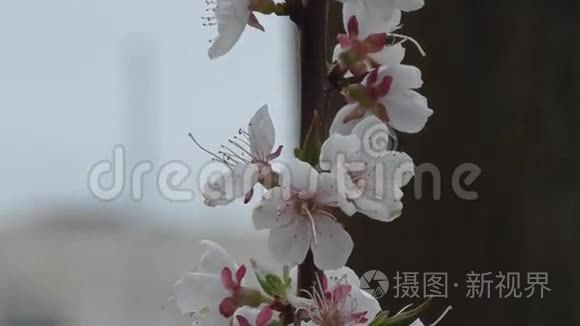 春天的花杏