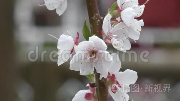 春天的花杏视频