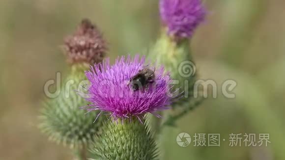 棉蓟或苏格兰蓟花上的大黄蜂（乌索棘皮）