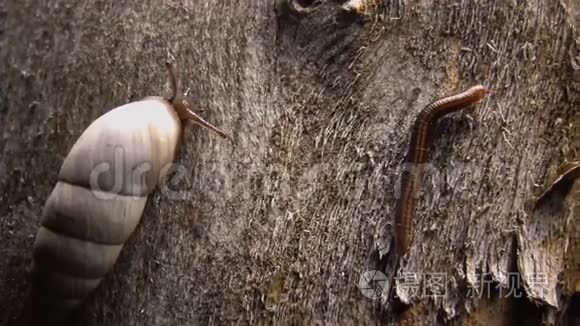 在树皮上爬行的天蛾软体动物视频