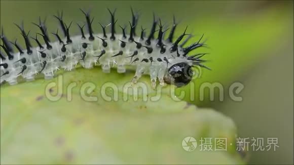 柞蚕蕨幼虫吃栎叶视频