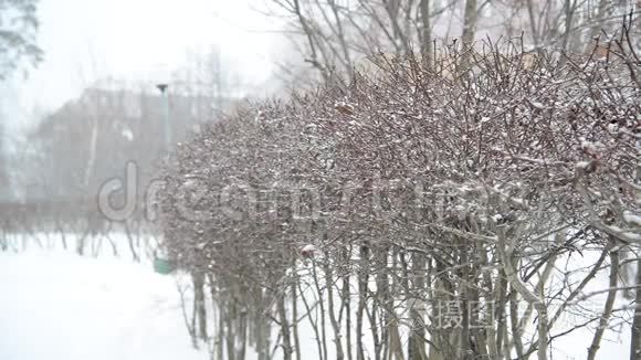 冬天在暴风雪中灌木丛视频