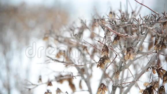 冬天在暴风雪中灌木丛视频